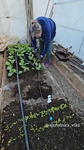 На ранний урожай в теплице при суровом климате!