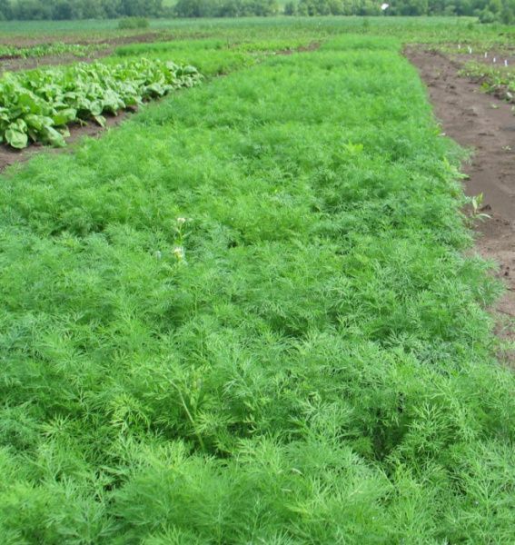 укроп Дилл  100г