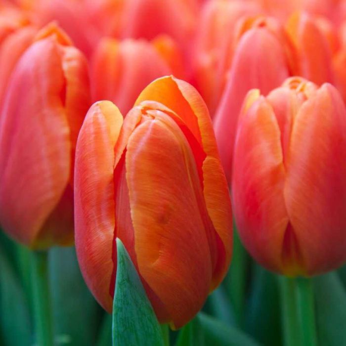 Тюльпан Оранж Джус (триумф)