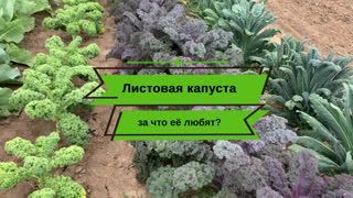 Сажайте капусту полезную и красивую!