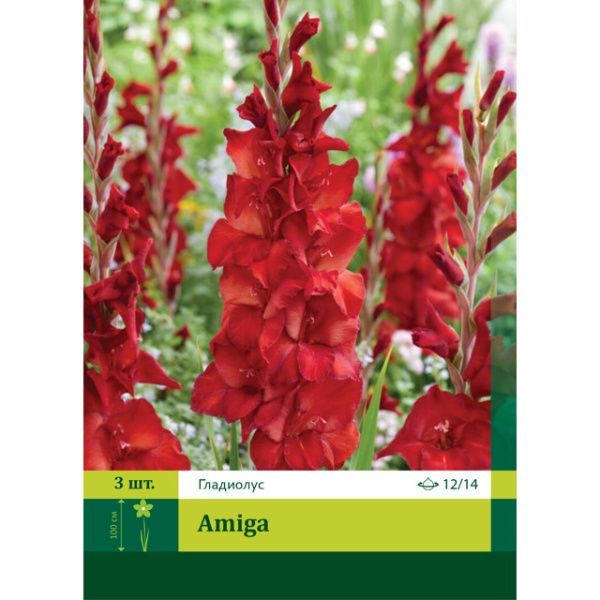 Гладиолус Амига 3шт