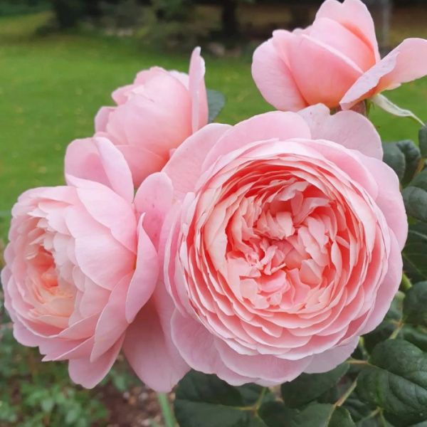 Роза Квин Ов Свиден