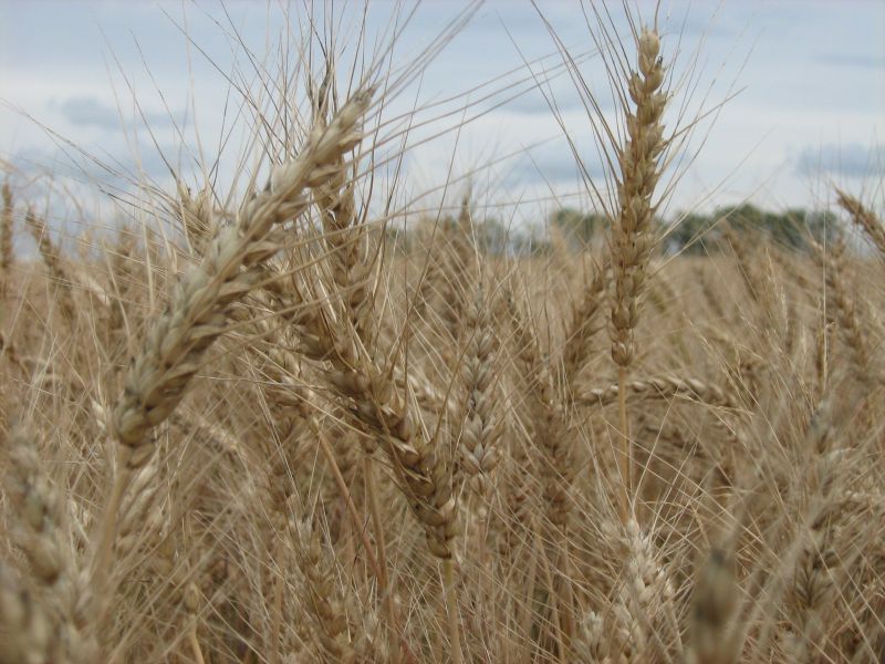 Пшеница Галина озимая 0,5 кг