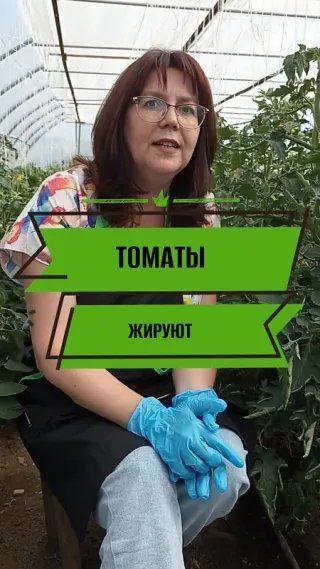 Жирование томатов. Обзор темы