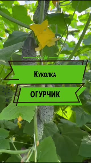 Не огурчик, а куколка