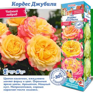 Роза Кордес Джубили