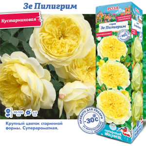 Роза Зе Пилигрим