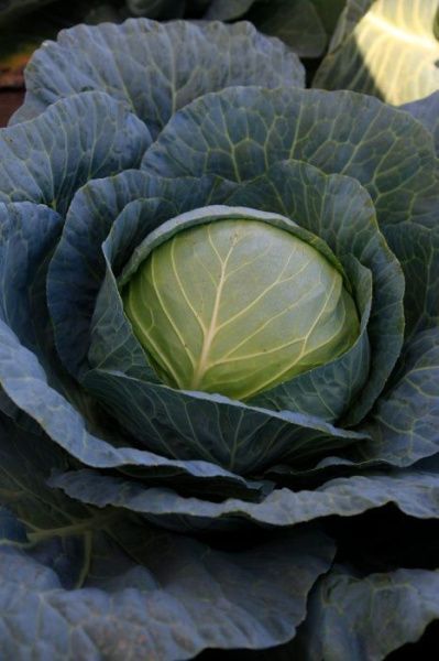 капуста Гаага F1  (б/к) 10 г.