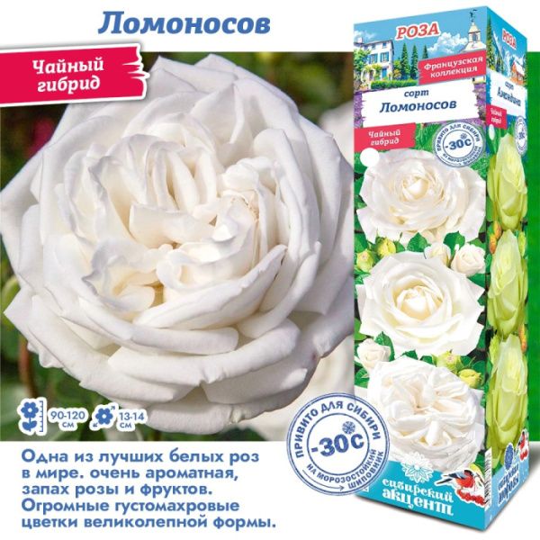 Роза Ломоносов