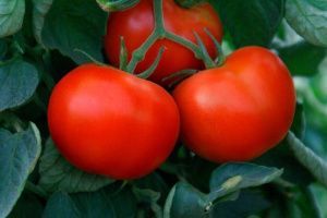 томат Жирдяй F1  5 г