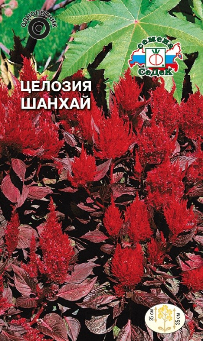 Цветок Целозия Шанхай