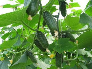 огурец Весна F1  10 г