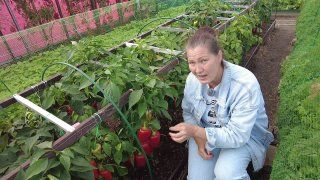 Перец Мираж с реальной урожайностью!