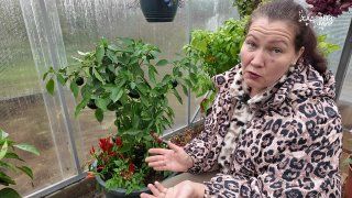 Ваши букеты в вазонах - просто