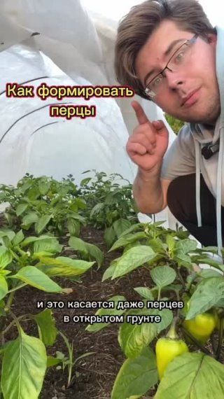 Зачем формировать перец?