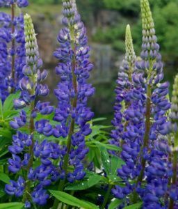 сидерат Люпин  1кг