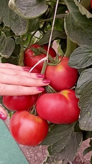 Как стать счастливым от выращивания томатов?