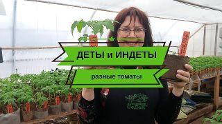 Высокорослые и низкорослые томаты