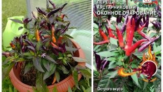 Два необычных острых перца для домашнего выращивания