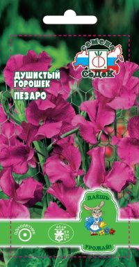 цветок Душистый Горошек Пезаро (Спенсер, темно бордово-красный) ДУ