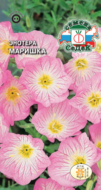 Цветок Энотера Маришка