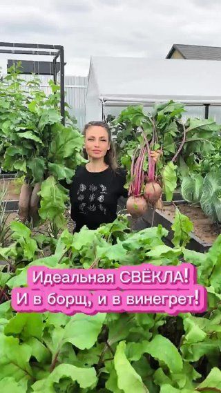 ИДЕАЛЬНАЯ СВЁКЛА!