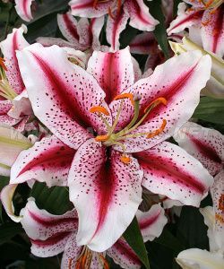 Лилия Диззи