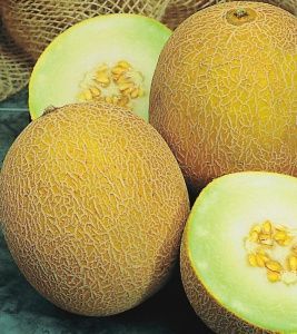 дыня Лада   100 гр.