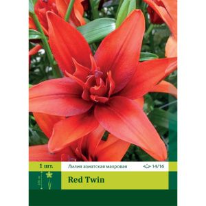 Лилия Ред Твин