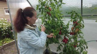 Томаты Царские и Великие от СеДеК