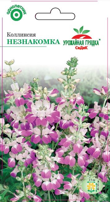 Цветок Коллинсия Незнакомка (разнолистная) (УГ)