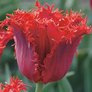 Тюльпан Пацифик Перл  (бахр)