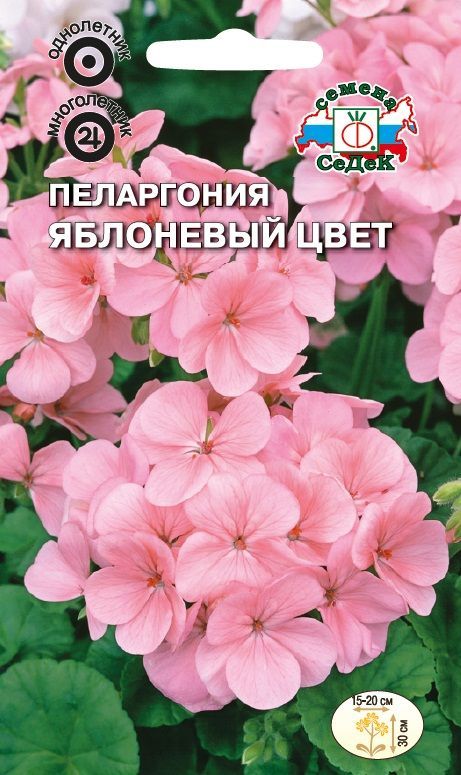 Цветок Пеларгония Яблоневый цвет