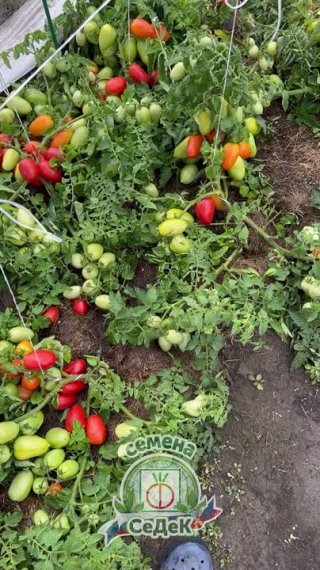 Томаты для ленивых и занятых. Богатый урожай без хлопот!