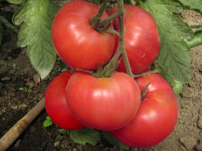 томат Шанс F1 500сем.