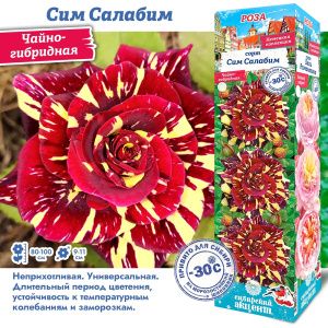 Роза Сим Салабим