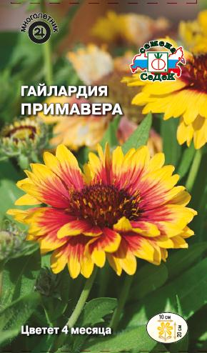 Цветок Гайлардия Примавера крупноцветковая