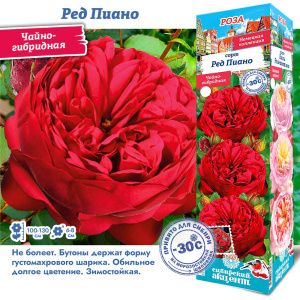 Роза Ред Пиано