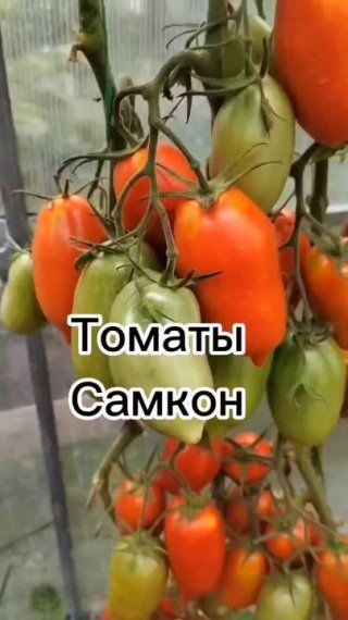 Самые консервные томаты