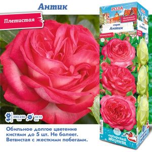 Роза Антик