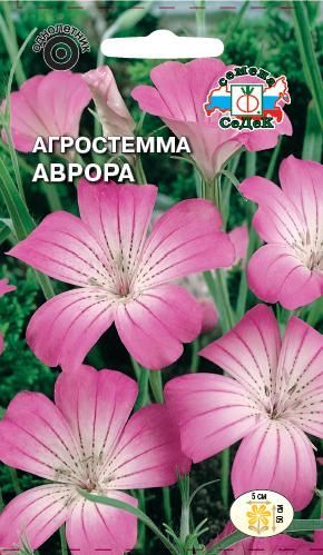 Цветок Агростемма Аврора