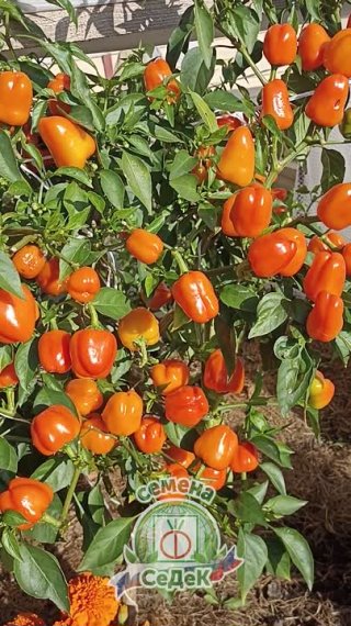 Черрико. 100 перцев с одного куста — не вопрос!
