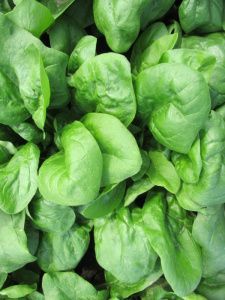 шпинат Матадор  100г.