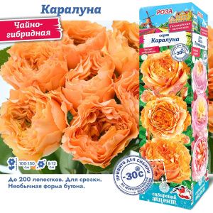 Роза Каралуна