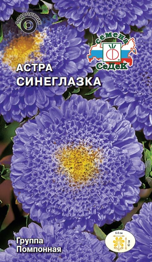 Цветок Астра Синеглазка