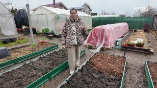 Морковь Амстердамска не треснет и долго полежит