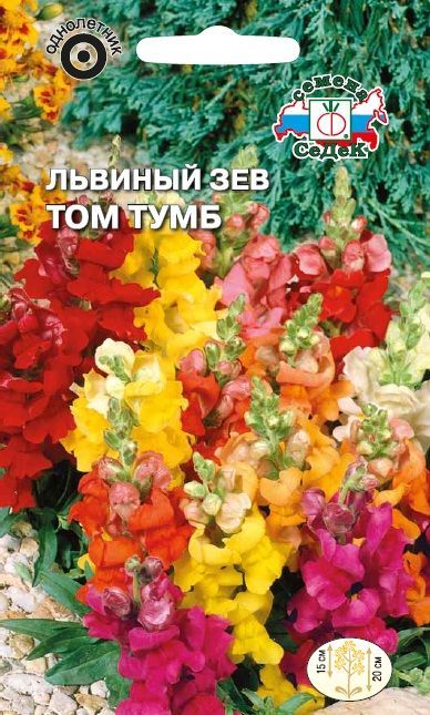 Цветок Львиный зев Том Тумб карликовый