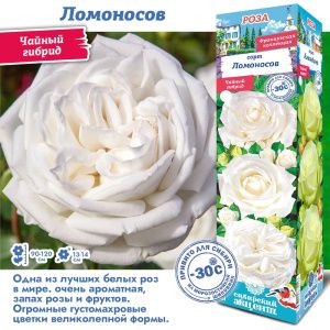 Роза Ломоносов