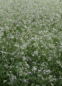 сидерат Редька Масличная  1кг