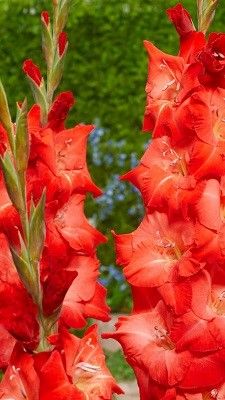 Гладиолус Белфаст 3шт